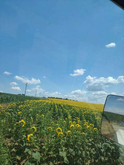The image, captured on a sunny day, depicts a vast field of sunflowers in Zarnik, Bulgaria. The sunflowers, facing away from the viewer, fill the lower half of the frame, their yellow petals a vibrant contrast against the lush green foliage. In the distance, a field of corn stretches across the landscape, separated by a dirt road. A line of utility poles with power lines runs along the edge of the sunflower field, adding a touch of human infrastructure to the natural scene. The sky above is a brilliant blue, dotted with fluffy white clouds. A side mirror of a vehicle is visible in the bottom right corner, reflecting the surrounding scenery. A faint contrail can be seen in the upper left quadrant of the sky, suggesting the presence of an aircraft.