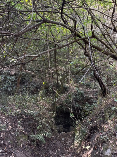 The image depicts a densely vegetated, outdoor scene in San Andrés Calpan, Mexico. The foreground and midground consist of an uneven, sloping terrain covered with dry leaves, soil, ferns, and various green plants. A prominent dark opening, appearing to be a cave entrance or underground passage, is visible at the bottom center of the frame, partially obscured by rocks and foliage. Overhead and throughout the background, a thick canopy of tree branches, many bare, intertwined with leafy green vegetation, dominates the upper portion of the image. Sunlight filters through the canopy, creating varied lighting conditions across the scene. No individuals, animals, or man-made objects are present.