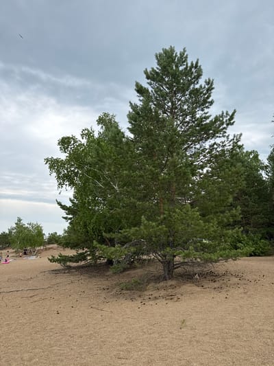 The image depicts a sandy area with sparse vegetation, consistent with a beach or dune environment. In the foreground, a large pine tree stands prominently, with its branches extending over the sandy ground. Numerous pine cones are scattered around the base of the tree and on the sand. Behind the pine tree, a deciduous tree, possibly a birch, with lighter bark and broader leaves, is visible. Further in the background, several other trees, including what appear to be more pines and birches, form a natural barrier. On the left side of the image, in the distance, a small group of people can be seen on the sand, near the water's edge. One person appears to be sitting, while others are standing or walking. There is also a pink inflatable ring on the sand. The sky is overcast with gray clouds, and a single bird is visible in the upper left portion of the frame. The overall scene suggests a natural recreational area. This description is consistent with the sandy beaches and pine forests found in the vicinity of the city of Aiyrtau, Kazakhstan, which is known for its natural landscapes and outdoor recreational opportunities.