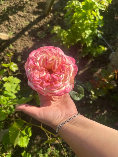 A close-up, high-angle photograph captures a person's hand gently cradling a vibrant pink and white rose in an outdoor garden setting in Rogozen, Bulgaria. The rose, in full bloom, exhibits numerous soft, layered petals that transition from a delicate pink at the edges to a lighter, creamy white and then back to deeper pink hues towards its dense center.
The hand, with fair skin, extends from the right side of the frame, supporting the base of the rose. A silver chain bracelet, featuring interconnected oval links with small decorative elements, adorns the wrist. Bright sunlight casts distinct shadows on the hand and the ground below.
The background reveals a verdant garden environment, slightly out of focus. Green foliage, possibly grapevines and other plants, fills much of the frame behind the main subjects. Patches of dark, earthy soil are visible, suggesting a cultivated area. The strong, direct sunlight indicates a clear day, likely late morning or early afternoon, emphasizing the textures and colors of the rose and surrounding nature. There is no visible text in the image.