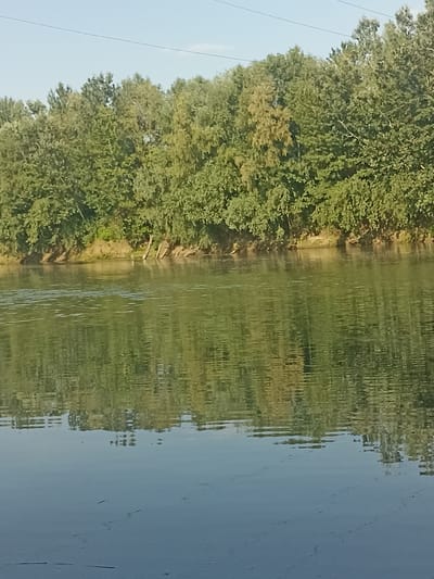 This media file captures a serene natural scene by a riverbank, likely in Korotnoye, Moldova. The image is dominated by a lush, green treeline that stretches across the upper portion of the frame, with the dense foliage reflecting vibrantly on the water's surface. The trees appear to be a mix of deciduous varieties, showing a variety of green hues, suggesting it's late spring or summer.
The river itself occupies the lower two-thirds of the image. Its surface is gently rippled, creating a distorted but beautiful reflection of the trees and the sky. The water transitions from a lighter, more reflective green closer to the bank to a deeper, calmer blue in the foreground, hinting at greater depth. Small, light-colored streaks on the water's surface in the foreground might indicate some debris or natural surface phenomena.
Along the riverbank, there are subtle signs of human presence. A few weathered wooden posts or stakes are visible, partially submerged or jutting out from the earth, suggesting a historical structure, a fence, or perhaps remnants of a pier. The bank itself is composed of earthy tones, with some exposed soil and vegetation.
The sky above is a pale, clear blue, with a faint horizontal line that could be a power line or a distant cloud formation. The lighting suggests it is daytime, possibly late afternoon, given the soft quality of the light and the reflections. There are no people or animals clearly visible in the frame, contributing to the peaceful and undisturbed atmosphere of the scene. The overall emotion evoked is one of tranquility and natural beauty. No text is visible in the image.