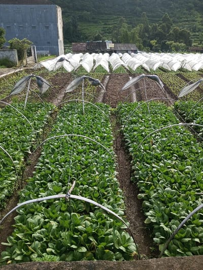 This image captures an agricultural field in Salai Har Htan, Myanmar. The scene features multiple parallel rows of mature, bright green leafy vegetables, consistent with Brassica crops, planted in dark brown soil. Curved metallic or PVC hoops are erected over several rows, with some sections covered by translucent white plastic sheeting, forming individual protective shelters. Further back, numerous larger, arch-shaped structures, also covered with translucent white material, extend across the cultivated area. A multi-story grey building with multiple small windows is visible on the left background, adjacent to a concrete retaining wall. The far background presents a steep, forested hillside. No individuals or specific activities are observable.