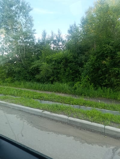The image depicts a roadside view in Svobodny, Russia. The foreground shows a paved road with a concrete curb, wet in places, suggesting recent rain or a damp surface. Beyond the curb, a strip of green grass and some small plants grows. A narrow dirt path runs parallel to the road, bordered by more vegetation.

The main subject is a dense line of green trees and bushes that forms a natural barrier along the side of the road. The foliage is lush and varied, with different shades of green indicating a mix of tree types. The trees are tall, with some of them reaching towards a pale blue sky. The leaves are illuminated by sunlight, which appears to be coming from the left, casting some shadows within the foliage.

The scene suggests a rural or semi-urban setting, likely on the outskirts of a town or city, given the presence of the road and curb juxtaposed with the natural greenery. The time of day appears to be late afternoon or early evening, as the light has a slightly soft quality and the sky is not fully bright. The weather seems to be clear with a few wispy clouds visible. There are no people or prominent objects visible in the scene, and no text is present. The overall impression is one of a serene, natural landscape bordering a man-made pathway.