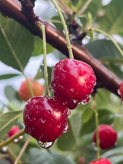 A close-up, eye-level shot captures two ripe cherries glistening with water droplets, hanging from a branch against a blurred background of green foliage and lighter sky. The cherries are a deep red, with the water magnifying their surface texture. The branch itself is dark brown and thick, with thinner green stems supporting the fruit. In the background, other cherries and leaves are visible but out of focus, with one pale orange cherry slightly to the left. The overall impression is one of freshness and the aftermath of rain in an outdoor setting. The location is Бучацінскі сельскі Савет, Belarus.