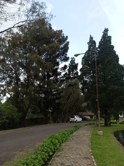 The image depicts a static outdoor scene, likely a park or roadside area, within the city of Ambositra, Madagascar. In the foreground, an asphalt road curves to the right, separated by a neatly maintained row of vibrant green plants from a parallel paved brick pathway. To the right of the pathway, a strip of green grass borders a dark body of water. A tall, weathered utility pole with a dark gray street lamp fixture stands upright on the right side, positioned between the paved path and the grassy edge.

In the midground, a white compact hatchback car is parked on the right side of the asphalt road, facing away from the viewer. Behind the car and further into the background, a small building with a reddish-brown tiled roof is partially visible among dense foliage. The scene is dominated by numerous large trees with varying types of foliage, ranging from dark green coniferous trees on the right and center-right to lighter green and more open-canopied trees on the left. The background is composed of a continuous dense canopy of trees. The sky above is light blue with sparse white clouds. No individuals are present in the frame.
