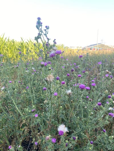 The image shows a field of thistles with purple flowers. The thistles are thorny and have green leaves. Some of the flowers are in bloom, while others are dried up and have gone to seed. The background is a blur of green and yellow, suggesting a sunny day in a rural setting. There is a hint of some man-made structures in the upper left corner, possibly a fence or a building. The image is taken from a low angle, looking up at the flowers. The lighting suggests it is either early morning or late afternoon, with the sun low in the sky. The overall impression is one of natural beauty and wildness.