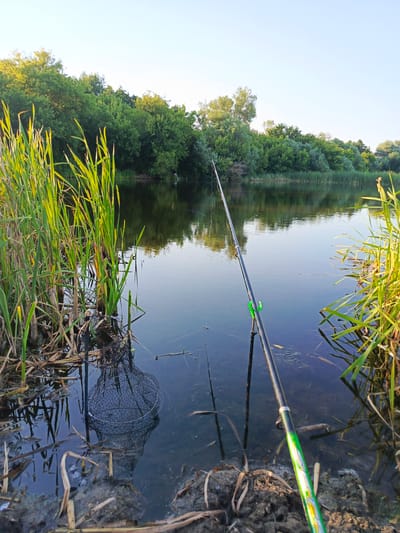The image depicts a serene fishing scene on a calm body of water, likely a river or lake, bordering a lush, green forest. The foreground is dominated by tall, vibrant green reeds and dry, brown reeds reaching up from the muddy bank. A fishing rod, with a green and white decorative pattern on its lower section, is propped up by a small green holder, its line disappearing into the dark water. Partially submerged in the water near the reeds is a circular fishing net. The water's surface is smooth, reflecting the clear, pale blue sky and the dense foliage of trees on the opposite bank. The lighting suggests it is early morning or late afternoon, with a soft, warm glow illuminating the scene. The location is 2-й Дьяконовский, Russia, and the image captures a peaceful moment of nature and recreation. There are no people visible in the image.