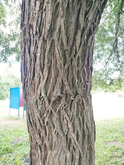 A close-up shot focuses on the textured bark of a tree trunk. The bark is rough and deeply grooved, with vertical striations and a greyish-brown color. In the background, out of focus, are green trees and foliage, suggesting an outdoor setting. To the left of the tree trunk, a blue and red rectangular object is partially visible, set against a grassy area. The overall impression is of a natural outdoor environment, possibly a park or a wooded area, with a man-made structure present in the background. The image does not depict any people or specific actions.