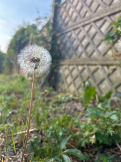 A single, fluffy dandelion seed head stands tall on its thin stem in the foreground. The background is softly blurred, revealing a grey, textured concrete fence with a diamond-shaped pattern. Lush green grass and other foliage are visible around the base of the dandelion and extend into the background, partially obscuring the lower portion of the fence. The sky above is a pale blue with wispy clouds. The scene appears to be an outdoor setting in a residential or public area within Środa Wielkopolska, Poland. There are no people or animals visible in the image. The focus is on the dandelion against the backdrop of the fence and vegetation.
