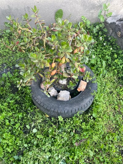 A jade plant is potted in an old tire and placed outdoors on the ground. The plant has thick, green, oval-shaped leaves and a woody trunk. The tire is black and appears to be worn. Several rocks are placed around the base of the plant within the tire. The ground surrounding the tire is covered in green grass and weeds. In the background, there is a concrete wall. The scene appears to be in an urban or semi-urban setting in Бескөл ауылдық округі, Kazakhstan. There are no people or animals visible in the image.