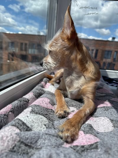 A tan, short-haired dog with large ears lies on a blanket with a pink and gray geometric pattern. The dog is positioned on a window ledge, looking out a window. The window pane reflects buildings and a cloudy blue sky. The image appears to have been taken outdoors on a sunny day, possibly in a residential area of Laikovo, Russia, given the architectural style of the buildings visible in the reflection.