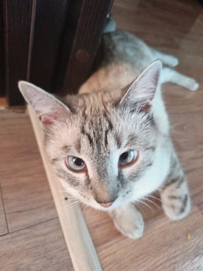 A light-colored tabby cat with blue eyes is lying on a light brown wooden floor, looking up towards the camera. Its body is mostly in focus, with grey and cream markings on its fur. The cat's paws are extended forward. Behind the cat, a dark brown wooden object, possibly part of furniture, is visible. The environment appears to be indoors, possibly a home in Sukhodol, Russia.