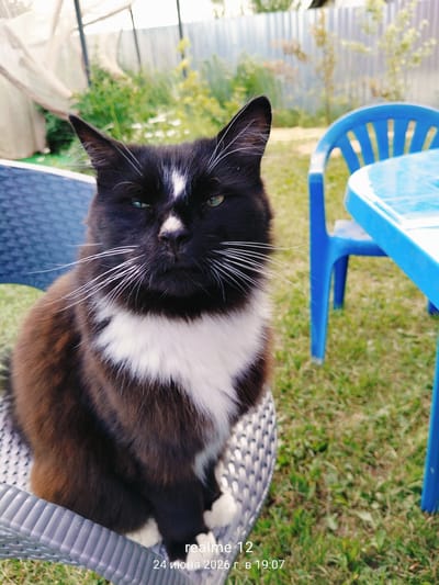A black and white cat with green eyes sits on a wicker chair in a yard. The cat has white fur on its chest and a white patch on its forehead. A blue plastic table and chair are visible in the background, along with a fence and vegetation. The image is timestamped "24 июня 2026 г. в 19:07" and includes the text "realme 12". The timestamp indicates the image was taken on June 24, 2026, at 7:07 PM. The text suggests the image was captured using a Realme 12 device. The location is identified as Oseyevo, Russia.