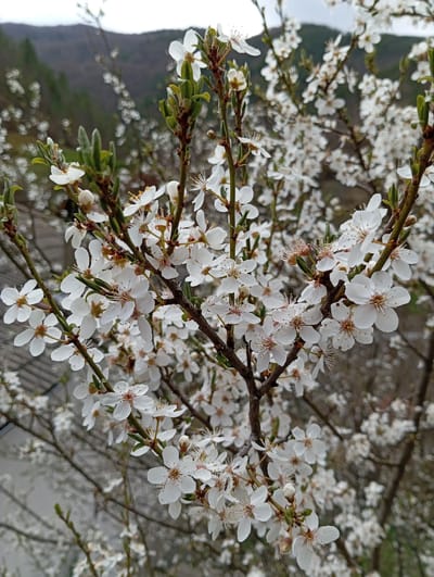 The image depicts branches of a blooming tree filled with small, white flowers. The branches are brown and textured. The flowers have five petals and prominent stamens. In the background, there are more branches and blooms creating a dense floral display. The background also suggests a mountainous or hilly landscape under an overcast sky. The location is Breza, Bulgaria.