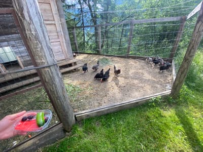 A hand holds a clear plastic container filled with food for chickens. The container holds a slice of watermelon, two blackberries, and a piece of green cucumber. In the background, a fenced enclosure contains several chickens. The enclosure is made of wire mesh and wooden posts and is filled with straw. Some chickens are pecking at the ground, while others are gathered together. Beyond the enclosure, trees and mountains are visible, suggesting a rural or mountainous setting. The lighting suggests it is daytime, with sunlight filtering through the trees. The scene appears peaceful and natural. The location is identified as Ratschings - Racines, Italy.