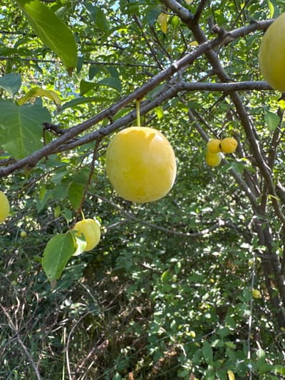 A close-up, low-angle shot captures a cluster of yellow plums hanging from branches amidst lush green foliage. The sunlight filters through the leaves, creating a dappled effect and highlighting the smooth skin of the fruit. Several plums are in focus, with a larger one prominently displayed in the foreground, while others are visible in the background, suggesting an abundant harvest. The scene appears to be set in an orchard or a garden, with the natural environment of Plysove, Ukraine, providing a serene backdrop.