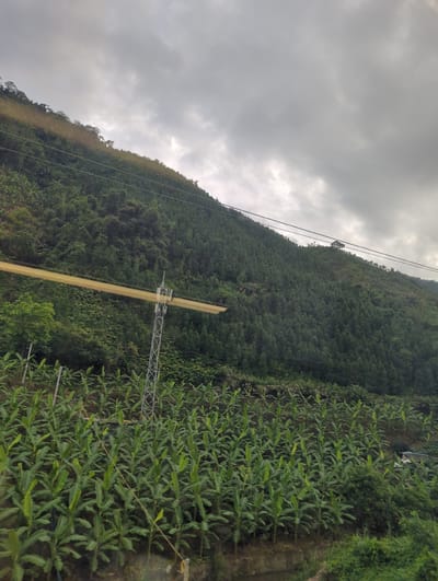The image depicts a hillside agricultural landscape in Mengzi City, China, under a cloudy sky. In the foreground, a meticulously arranged plantation of young banana trees stretches across the frame. The trees are evenly spaced and appear healthy, with large, vibrant green leaves.
Ascending the hillside, the terrain transitions to a dense forest, predominantly composed of coniferous trees. The dark green foliage creates a striking contrast with the lighter green of the banana plantation. A prominent feature on the hillside is a silver metallic tower, likely a communication or power pylon, positioned near the center of the image. It supports a horizontal, yellow-colored structure, possibly a part of an antenna or a beam. Power lines are visible, stretching diagonally across the forested slope and extending into the distance, indicating an electrical infrastructure present in the area.
Further up the hill, the forest cover becomes less dense in some areas, revealing patches of exposed earth and sparser vegetation. The top of the hill is lined with a thin band of trees, beyond which the sky is filled with heavy, gray clouds, suggesting an overcast or potentially rainy day. No people are visible in the image. The scene captures a rural, agricultural, and developed hillside environment.