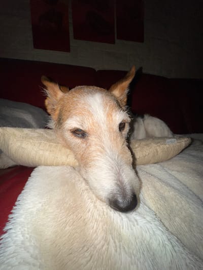 A tan and white dog rests on a fluffy, off-white blanket. The dog's head is tilted, resting on a tan pillow. Its eyes are open, but it appears relaxed. The dog has pointy ears and a dark nose. Behind the dog is a red surface and a dimly lit wall with stacked, rectangular objects. The lighting suggests it could be indoors, possibly in a cozy, quiet setting.