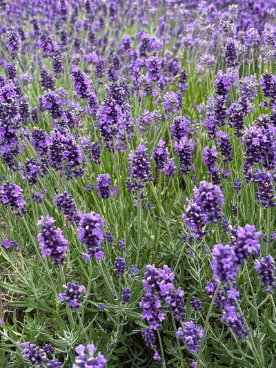 The image displays a close-up, vertical view of a field filled with blooming lavender plants. The lavender stalks are a vibrant purple, with some appearing more intensely colored than others due to the focus of the camera. The leaves of the plants are a soft green and are slender and pointed. The background is a blur of more lavender and green, suggesting a dense planting. There are no people or animals visible in the image. The scene is a natural outdoor environment, likely a garden or farm. Without additional information, the specific location within Elsinore, Denmark cannot be determined from the visual data alone.