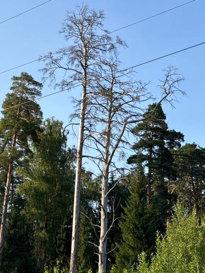 The image depicts a forest scene with several tall trees against a clear blue sky. In the foreground, there are two prominent dead trees with bare, intricate branches reaching upwards. To the left of these, a large evergreen tree stands tall, its branches dense with green needles. Behind the dead trees and to the right, more evergreen trees form a dense forest canopy. Two power lines stretch horizontally across the upper portion of the image, obscuring parts of the sky and the tops of the trees. The environment appears natural and undeveloped, with no signs of human activity or structures visible.