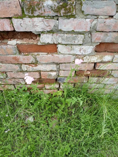 The image displays a section of a weathered brick wall in Shadrinsk, Russia, with patches of moss growing on it. Some bricks are chipped and crumbling, revealing gaps and a darker interior. In front of the wall, lush green grass and delicate pink wildflowers are growing. The scene is an outdoor environment, likely a neglected area, with no people or animals present. The focus is on the texture of the wall and the contrast with the vibrant natural elements in the foreground.