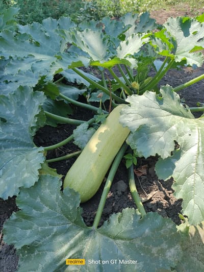 The image shows a light green zucchini growing on a plant with large, lobed leaves in dark soil. The leaves are textured and have serrated edges. The zucchini is elongated and appears to be ripe. The scene is outdoors, with sunlight casting shadows on the plant and ground. The background consists of more greenery and soil. There are no people or animals visible in the image. The bottom right corner of the image contains a watermark that reads "realme Shot on GT Master." The location of Moldoveanca, Moldova is not depicted or implied in the image itself.