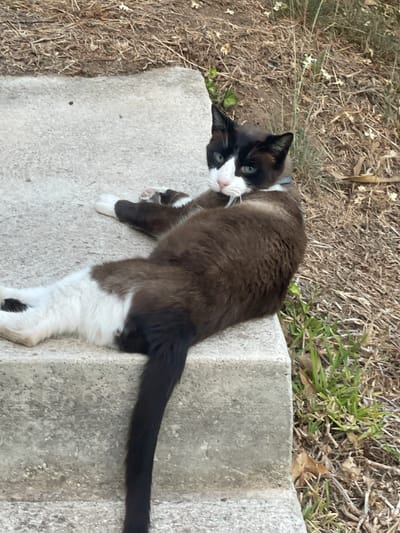 A Siamese cat with black and white fur lies on concrete steps outdoors. The cat is facing the camera, with its body partially turned to the right. Its front paws are resting on its chest, and its back legs are extended. The cat has green eyes and a pink nose. The background consists of dry grass and some small white flowers. The scene is likely in a residential area or park in Mijas, Spain, judging by the dry vegetation and the style of the concrete steps, common in Mediterranean climates.