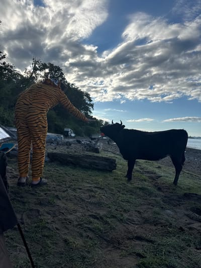 A person wearing a tiger costume is standing on a gravelly shoreline, reaching their right hand out towards a black cow. The cow is facing the person, with its tongue slightly out. The background shows a body of water, trees, and a partly cloudy sky. The overall scene appears to be a recreational area. The location is Mgudzyrkhwa, Abkhazia.