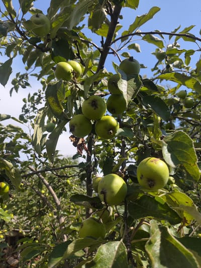 In Kerben, Kyrgyzstan, an apple tree is laden with unripe green apples. The scene is captured from a low angle, looking up into the branches against a clear blue sky. Several apples are visible, some in clusters, all appearing firm and smooth. The leaves of the tree are lush and green, with some showing signs of natural wear, like small holes or faded patches. Sunlight dapples through the foliage, highlighting the roundness and texture of the fruit. The background is a soft blur of more greenery and the distant sky, indicating an outdoor, natural setting. The image conveys a sense of abundance and the early stages of fruit development.