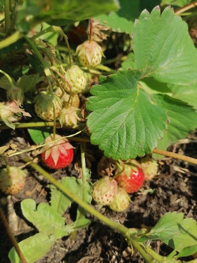 In Lobkovo, Russia, a close-up shot focuses on a strawberry plant with several unripe green strawberries and one ripe red strawberry. The plant's leaves are a vibrant green, and some have slightly serrated edges with reddish-brown tips. The ground beneath the plant consists of dark soil and some dried plant matter. The scene is lit by natural sunlight, casting shadows and highlighting the textures of the leaves and fruits.