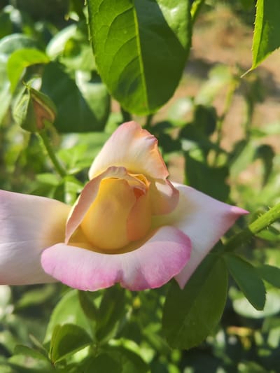 A close-up, eye-level shot captures a partially opened rose bloom in the foreground. The rose has soft petals that transition from a pale yellow at the center to white with delicate pink edges. The bloom is positioned on the right side of the frame, with its petals unfurling outwards. Behind the rose, out-of-focus green leaves and stems are visible, along with a single rose bud to the left of the main bloom. The background consists of a blurred, dappled light effect suggesting an outdoor environment. The image was taken in Shabelskoye, Russia.