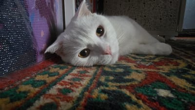 A white cat with golden eyes is lying on a rug with an ornate, colorful pattern. The cat's head is tilted, and it is looking directly at the camera. The rug has a dominant pattern of red, green, yellow, and black. To the left of the cat, a purple object with a grid-like pattern is visible. The background is dark and indistinct, with a glimpse of a white object with a decorative lace pattern. The scene appears to be indoors. The location is Katta Chilanzar-2 MFY, Uzbekistan.