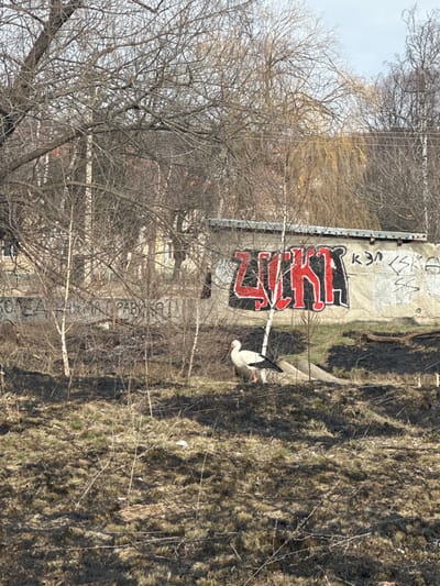 An adult white stork, characterized by its white plumage, black flight feathers, and red legs, stands on dry, patchy grass in a semi-urban environment within Gorni Okol, Bulgaria. The stork is positioned slightly left of center, facing left, with its head slightly turned towards the viewer. The ground consists of sparse, dry brown and some green grass, interspersed with bare twigs and small branches. Behind the stork and across the midground, several slender, bare deciduous trees, including some with light-colored bark (possibly birch), are present.

In the background, a light-colored concrete or cinder block wall runs horizontally. The wall features prominent red and black graffiti spelling "ZUKИ". To the left of this graffiti, fainter, unreadable Cyrillillic text is visible. To the right of "ZUKИ", additional lighter graffiti includes "К3Л" and "SKA" or "CSKA". A metal capping or edge is visible along the top of the wall. Beyond the wall and trees, indistinct buildings or structures are partially visible under a light sky. Overhead power lines or utility wires are discernible in the upper right. The scene is illuminated by natural daylight, casting subtle shadows.