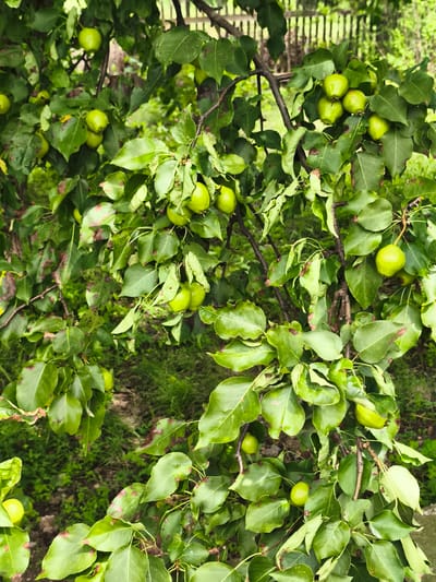 This image shows a close-up view of a tree with green leaves and unripe green pears. The pears are round and small, and some are clustered together on the branches. The leaves are a vibrant green, but some show signs of browning or spotting. The branches are brown and appear to be woody. In the background, a wooden fence is visible, and the ground is covered in green grass and some debris. The overall impression is of a natural setting, possibly a garden or orchard, within the city of Konstantinovskaya, Russia. There are no people or animals visible in the image. The lighting suggests it is daytime, with diffused light.