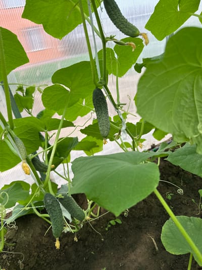 A close-up, high-angle shot shows a cucumber plant growing in a greenhouse. Several small cucumbers, some with yellow flowers still attached, hang from the vines amidst large, green leaves. The background consists of the translucent, corrugated plastic walls of the greenhouse, revealing hints of an orange structure behind it. The ground below the plant is dark soil. The lighting suggests it is daytime. The scene depicts the growth of produce in a controlled environment. There is no visible text.