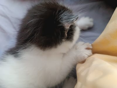 The image shows a close-up view of a black and white kitten, viewed from behind, resting on a soft surface. The kitten's fur is fluffy, with a mix of dark and light patches. Its head is turned away, obscuring its face, but its ears and whiskers are visible. A small white paw is resting on a textured yellow fabric, likely a blanket or pillow. The background is a soft blur of gray and blue, suggesting an indoor setting. The scene is intimate and peaceful, capturing a moment of rest for the young animal. The image does not contain any elements that can be linked to the city of Hlobyne, Ukraine.