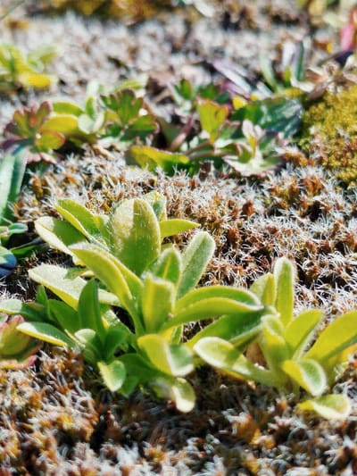 The scene depicts a close-up, ground-level view of various low-lying vegetation in Klenovik, Bulgaria. In the foreground, a cluster of small herbaceous plants with light green, ovate, and visibly fuzzy leaves is prominent. The mid-ground and background feature dense patches of brown-orange moss, interspersed with numerous fine white, hair-like fibrous growths. Additional small green plants with diverse leaf structures, including some with lobed leaves and reddish tints, are scattered throughout the frame. A patch of vibrant yellowish-green moss is visible on the far right. The scene is illuminated by direct sunlight. No human figures, animals, or man-made structures are present.