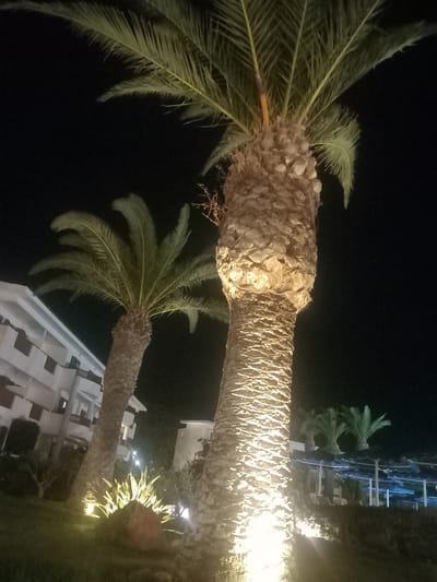 The image, taken at night, depicts a row of palm trees illuminated by artificial lighting. In the background, a white multi-story building with balconies is visible, suggesting a resort or hotel. Further in the distance, smaller palm trees and a structure with blue awnings, possibly a bar or pool area, can be seen. The foreground is dominated by the trunks of two large palm trees. The overall scene suggests a tropical or Mediterranean setting. The lighting creates strong shadows and highlights on the textured bark of the palm trees, and illuminates the surrounding foliage and ground cover. The location is identified as the city of Kos, Greece.