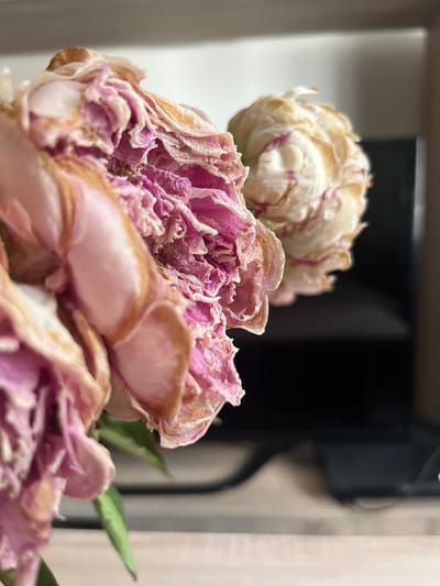 This media file features a close-up, macro shot of a few wilting peonies. The flowers are predominantly a pale pink and white, with some petals showing a dry, brittle texture and tinges of light brown around the edges, indicating they are past their prime. The petals are layered and ruffled, creating a sense of depth and texture. One peony is slightly out of focus in the upper left corner, while the main subject, a large peony, dominates the foreground. Its intricate petal structure is clearly visible, with shades of deep pink concentrated in the center, fading to lighter tones towards the outer edges.

The background is blurred, providing a soft contrast to the detailed flowers. A dark, rectangular shape, possibly a piece of furniture or electronic equipment, is visible in the mid-background. To the right, vertical lines suggest a window or blinds, with hints of green foliage, likely leaves from the peonies, emerging from the lower right corner. The lighting appears to be natural, casting soft shadows and highlighting the delicate, fading beauty of the flowers. There is no visible text. The overall impression is one of quiet contemplation, capturing the transient nature of beauty. The setting appears to be indoors, likely a home or studio environment in Břeclav, Czechia, given the location context.