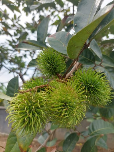 The image shows a close-up of unripe rambutan fruit growing on a branch. The fruits are green and covered in soft, spiky hairs. Several fruits are visible, clustered together. The background consists of green leaves and branches, with a hint of the sky and possibly some out-of-focus foliage. The scene appears to be in a natural outdoor environment, consistent with the location of Geulumpangsulu Timu, Indonesia, where rambutan trees are cultivated. There are no people or animals depicted in the image. The lighting suggests it might be daytime, with soft, diffused light.