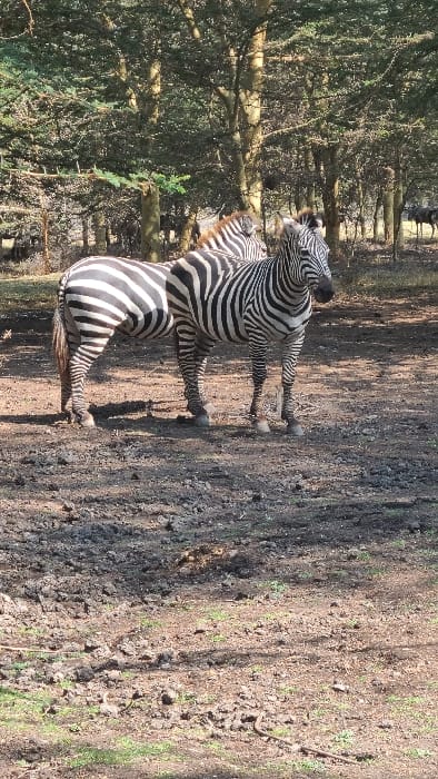 The image captures two zebras standing in a semi-wooded environment near Mto wa Mbu, Tanzania. The zebra positioned on the left presents its posterior body, while the zebra on the right is depicted facing slightly away from the viewer, with its head and the majority of its body visible. Both animals exhibit characteristic black and white striped coats and are in a standing posture. The immediate ground consists of dark, disturbed soil with intermittent patches of sparse green vegetation. Dappled sunlight, originating from the left, illuminates the scene and casts shadows on the ground. The background features a density of trees with visible green foliage. Partially obscured within the deeper background, among the trees, are multiple additional dark-colored ungulates. No human subjects or manufactured objects are visible.