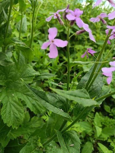 A close-up photograph of a group of purple flowers growing in a field of green foliage in Berehove, Ukraine, at the coordinates 48.205, 22.655. A small, black-and-yellow insect is resting on a leaf. The image is focused on the flowers and foliage and has a shallow depth of field. The background is blurred. The image was taken on a bright, sunny day.