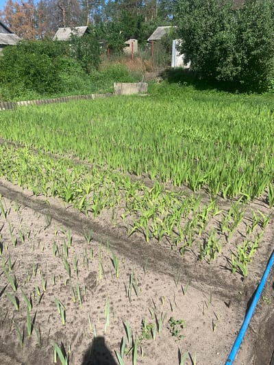 This is an outdoor, eye-level, medium shot of a garden in Pokotylivka, Ukraine. In the foreground, rows of young green plants with long, pointed leaves emerge from sandy soil. The plants are of varying heights, with some appearing more established than others. Darker lines in the soil indicate furrows where the plants are growing. A blue hose is visible in the lower right corner of the image, extending out of frame. In the background, a dense green hedge separates the garden from a cluster of rustic buildings, including a white structure with a blue door and a grey-roofed house. Beyond the buildings, tall green trees and dry, brown trees are visible against a clear blue sky. The overall scene depicts a rural or suburban garden setting during daytime.