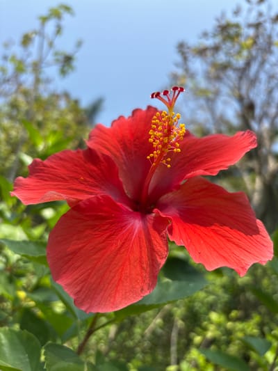 A close-up photograph shows a red hibiscus flower in full bloom. The flower is positioned in the foreground against a backdrop of blurred green foliage and a light blue sky. The flower's petals display detailed texture and varying shades of red, suggesting differential exposure to sunlight. The stigma and stamens are prominently displayed, with yellow pollen grains visible on the filaments. The blurred background indicates depth of field. The location is in the city of Tehuixtla, Mexico.