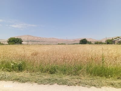 The image shows a golden wheat field in the city of Vedi, Armenia, under a clear blue sky. In the distance, beige-colored mountains form the horizon, with a few scattered trees and buildings visible on their slopes. A rural road runs along the bottom of the frame, separating the foreground from the field of wheat. The wheat is ripe and appears ready for harvest, with tall stalks and golden heads. Green grass and some wildflowers are growing along the edge of the field. A few power lines and utility poles are also visible in the background, along with a simple building with a brick facade on the right side of the frame. The scene suggests a rural agricultural landscape in the Armenian countryside.