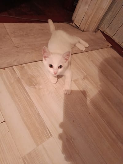 A white kitten is lying on a wooden floor. The kitten is facing the camera, with its front paws extended. Its eyes are open and it appears to be looking at the camera. The floor is made of light-colored wooden planks, and there is a shadow cast by the kitten on the floor. In the background, there is a wall made of wooden planks. The scene appears to be indoors.