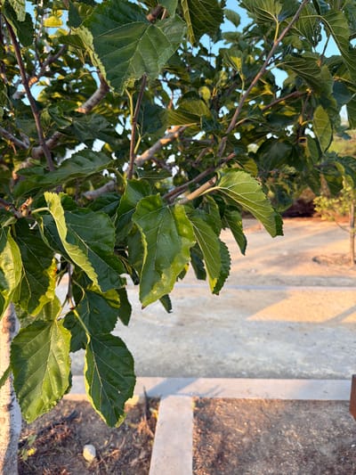 A close-up, eye-level outdoor shot shows the branches and green leaves of a tree in Journalists Village, Cyprus. The leaves are large, ovate, and have serrated edges. Sunlight filters through the leaves, creating dappled light on the ground and pathway below. The pathway appears to be made of concrete or stone and is partially covered in sand and dry leaves. In the background, more trees and foliage are visible, along with a clear blue sky. The overall scene is natural and serene.