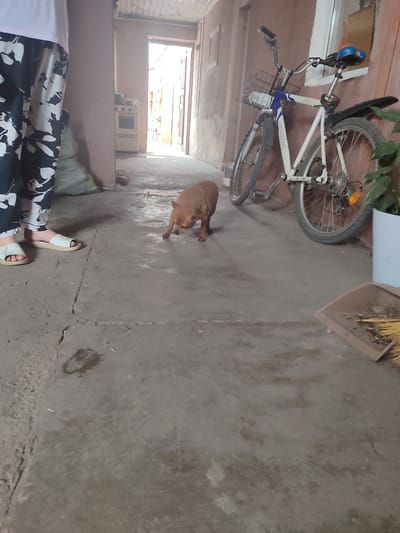 An outdoor alleyway in Chuy, Kyrgyzstan, shows a brown dog on a concrete ground, looking down at its paws. To the left, a person's legs wearing a white t-shirt and patterned pants are visible, along with white sandals. A white bicycle with a blue seat and a basket is parked against a wall on the right side of the frame. A broom and dustpan are on the ground to the far right. The background reveals a doorway leading into a building, with glimpses of a kitchen stove and a potted plant. The overall environment appears to be a utilitarian, possibly residential, outdoor space.