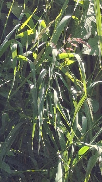The image shows a close-up view of tall green grass and some flowering plants in an outdoor setting. Sunlight filters through the foliage, creating highlights and shadows. The background is a blur of dark green, suggesting dense vegetation. There are no people or man-made objects visible in the image. The scene appears to be a natural environment, possibly a field or a park.
