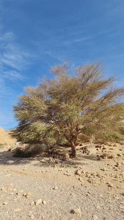 A sunlit, horizontally-oriented image shows a mature tree rooted on a rocky, sandy slope in the Hevel Eilot Regional Council, Israel. The tree has a thick, gnarled trunk and a broad canopy with a mixture of bare branches and sparse green foliage. The ground around the tree is covered with loose rocks, gravel, and sand. The sky above is a clear blue with wispy cirrus clouds. A small bird flies in the distance. The overall lighting is bright, indicating a daytime scene.